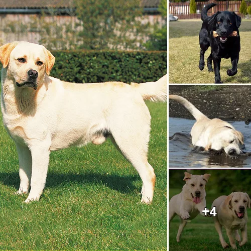 The Fabulous Fifteen Traits of Labrador Retrievers